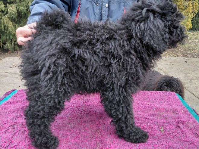 Puli puppy for sale